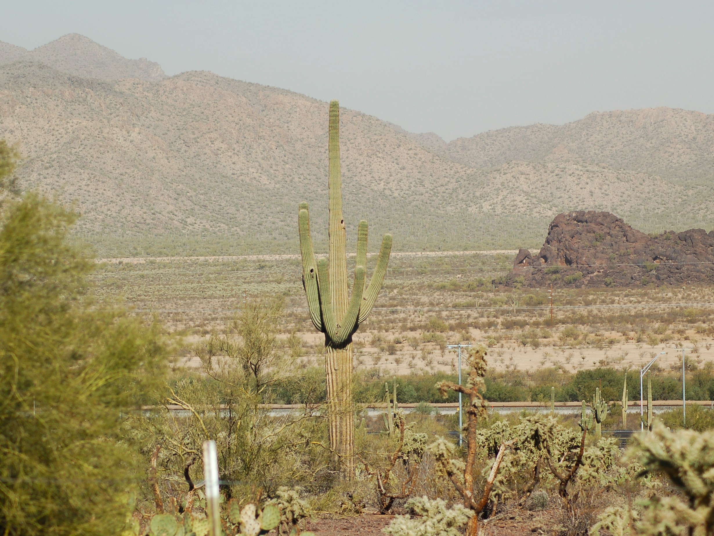 Stovepipe Cactus, AZ
