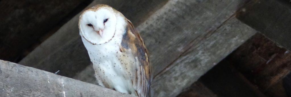 Barn Owl perched in a barn found on a bird watching shore excursion in Vancouver.