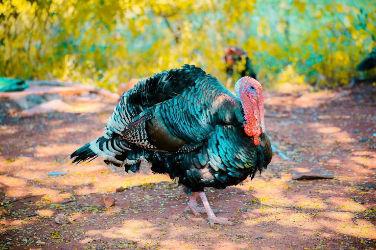 Close-up of a colorful turkey showcasing vibrant plumage outdoors in Vikarabad, India.