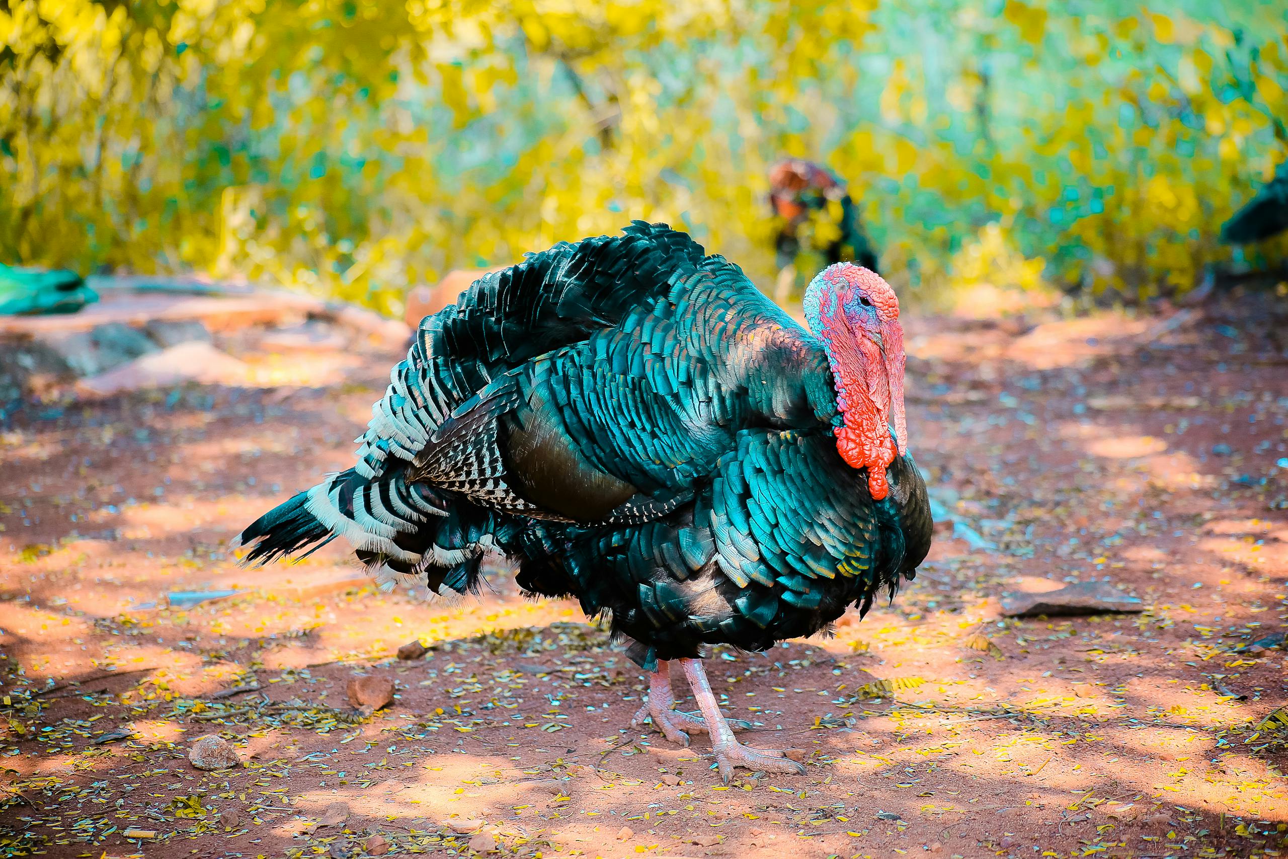 Close-up of a colorful turkey showcasing vibrant plumage outdoors in Vikarabad, India.