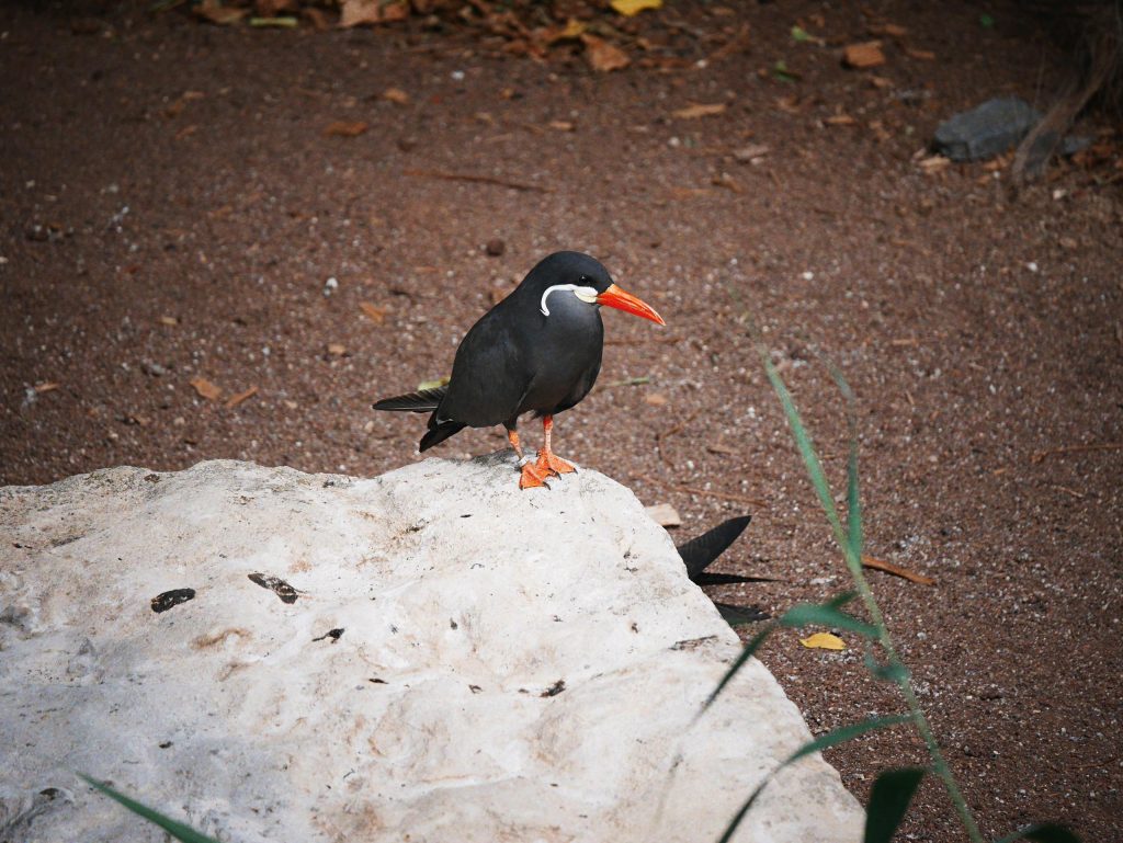 Inca Tern with distinctive plumage and red beak perched on a rock.