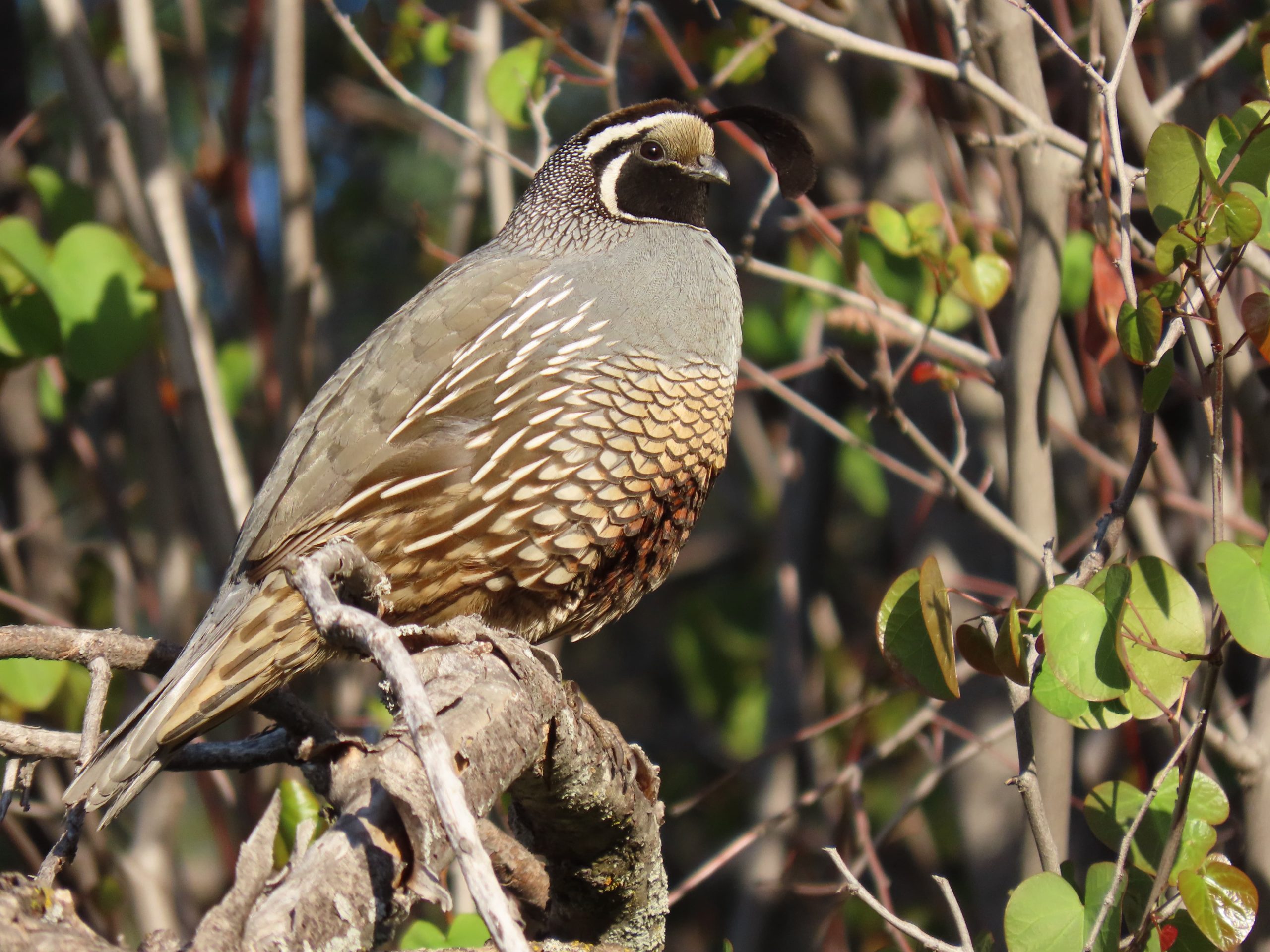 San Joaquin Valley California Full Day Tour - Image 5