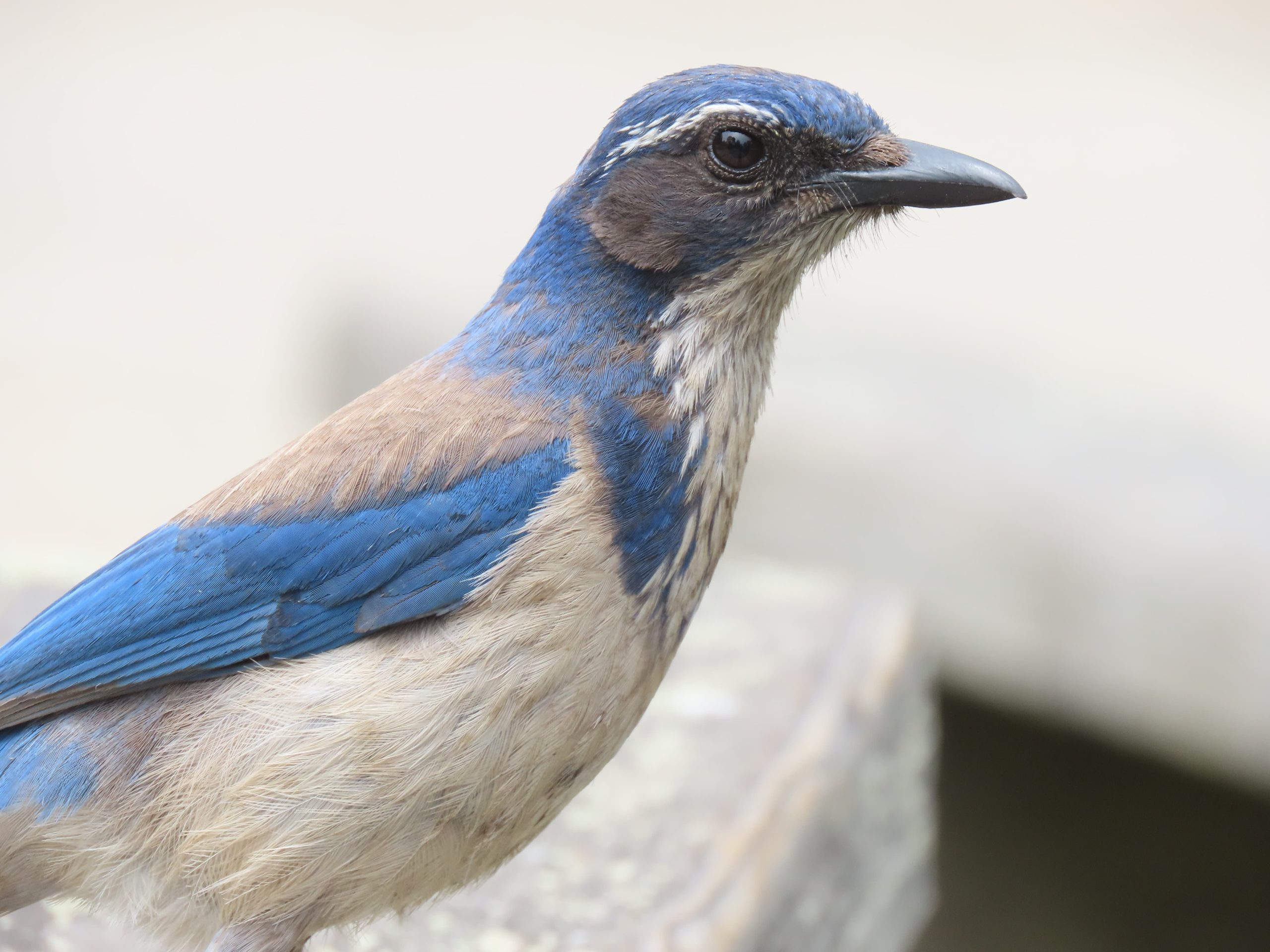 San Joaquin Valley California Full Day Tour - Image 2