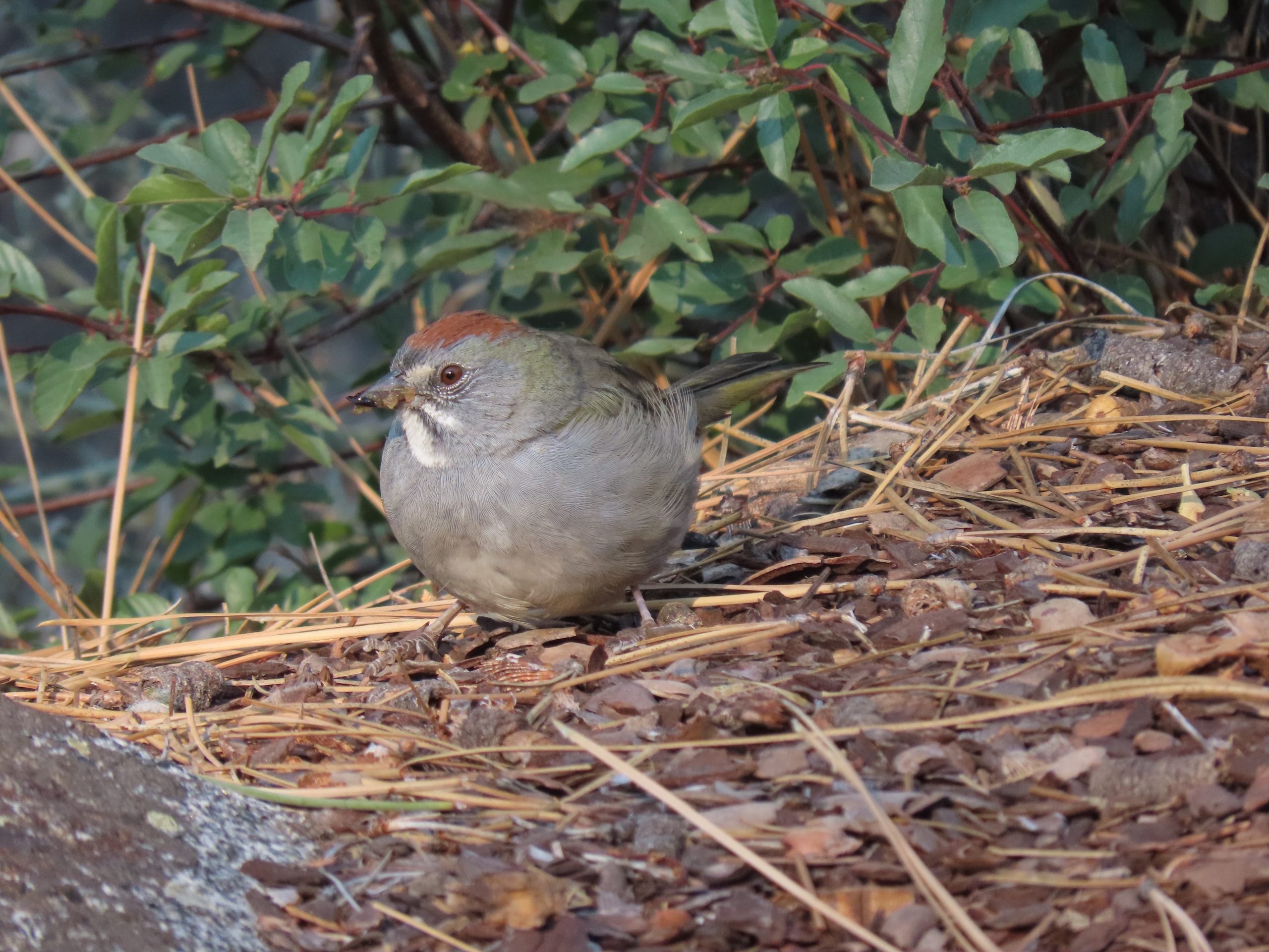 Sierra Nevada, California Full Day Tour - Image 2
