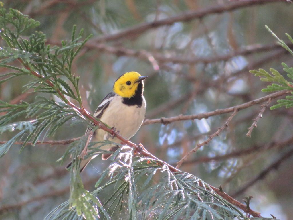 Hermit warbler in the Sierra Nevada Mountains
