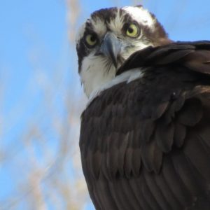 Kingston, Ontario and Area Full Day Tour