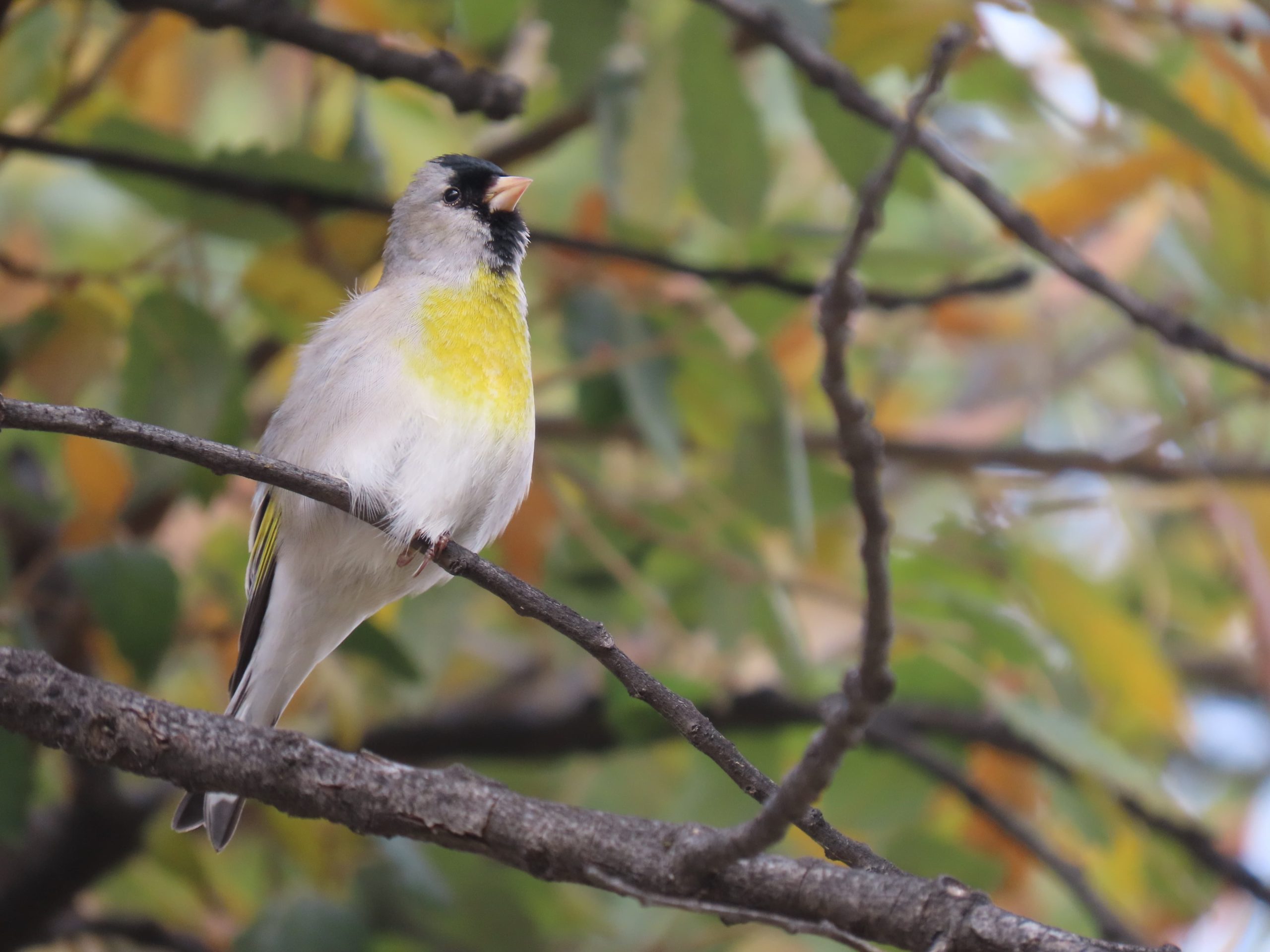 Sierra Nevada, California Full Day Tour - Image 4