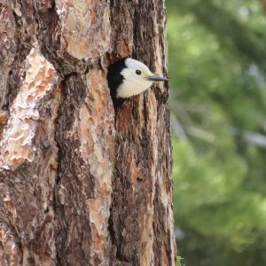 Sierra Nevada, California Full Day Tour