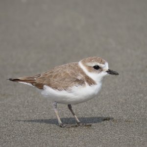 Central California Coast Full Day Tour