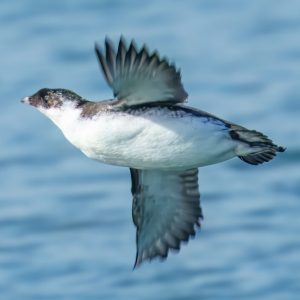 Sooke, BC Full Day Tour