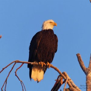 South Metro Vancouver, BC Custom Full Day Tour
