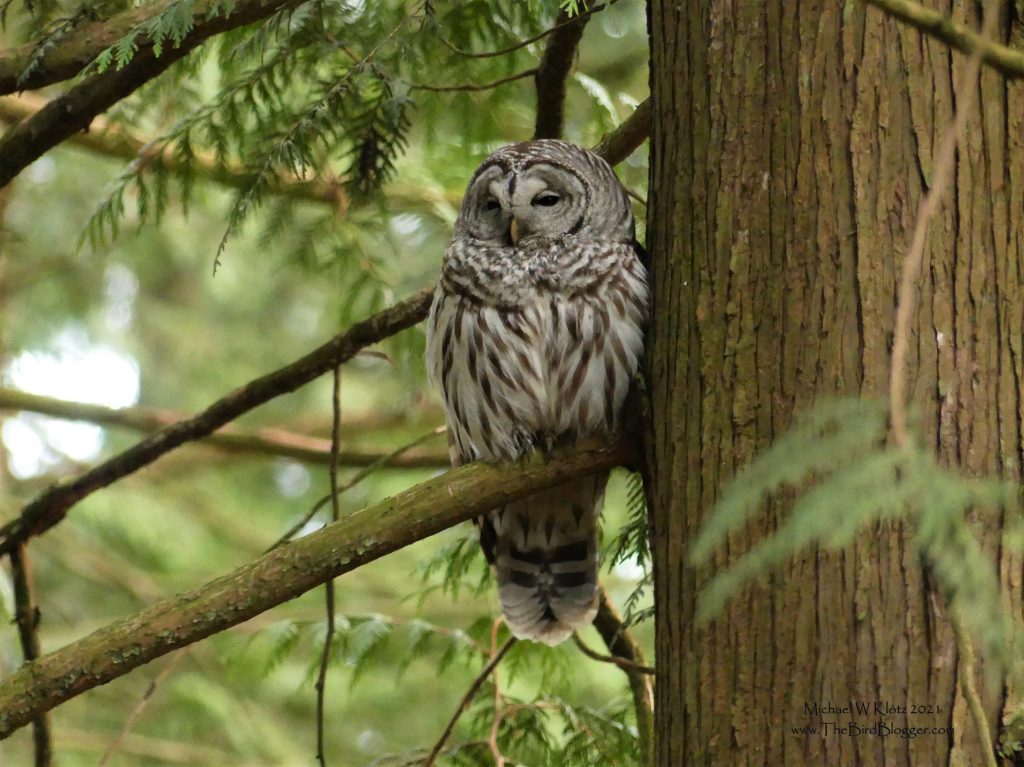 Barred Owl sleeping in a tree, found while on a Vancouver bird watching cruise ship excursion