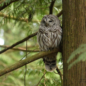 Victoria, BC Half Day Birding Tour