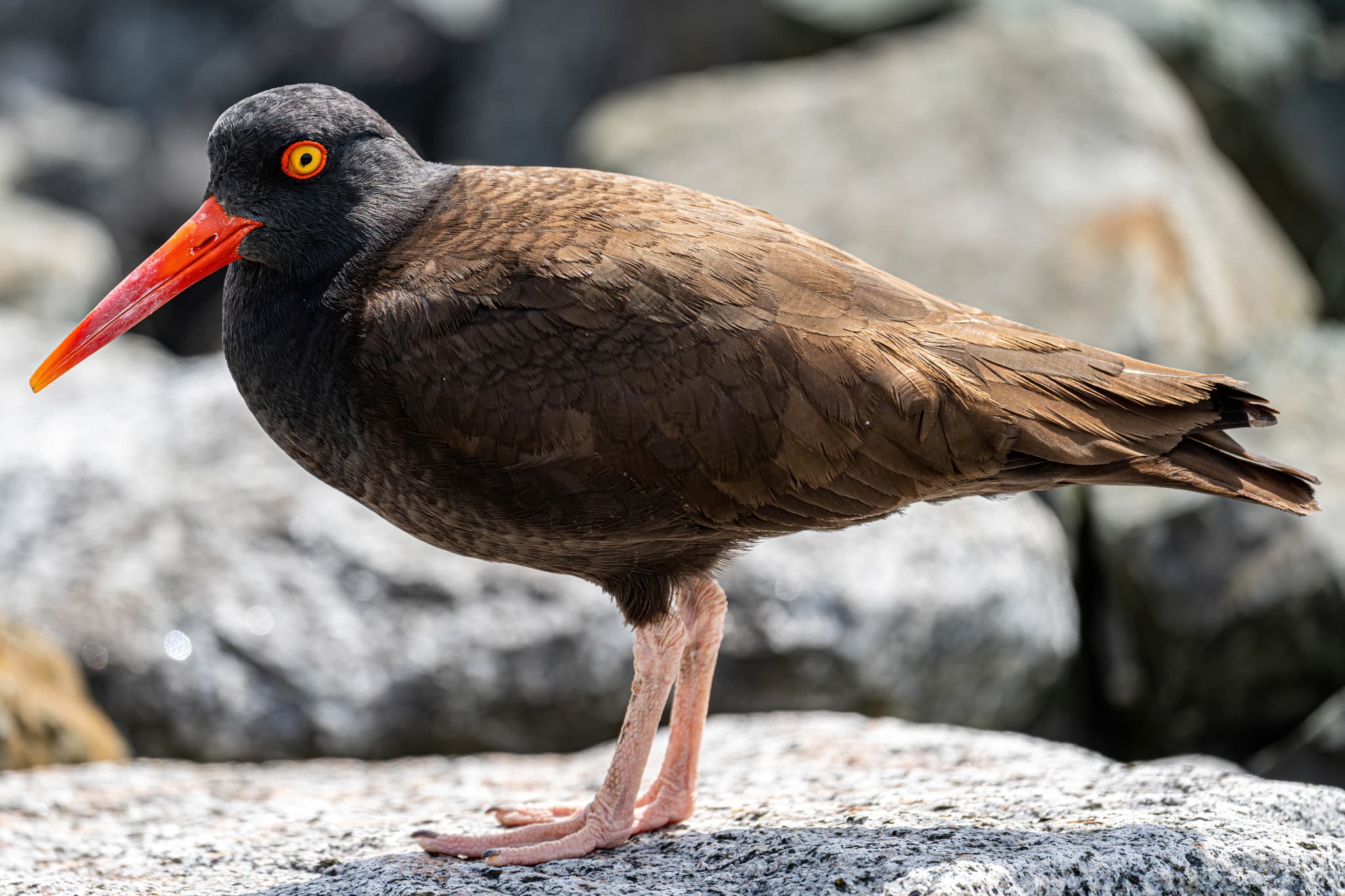 Duncan & Cowichan Bay, BC Full Day Tour - Image 11