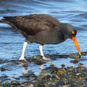 Black Oystercatcher at Crescent Beach