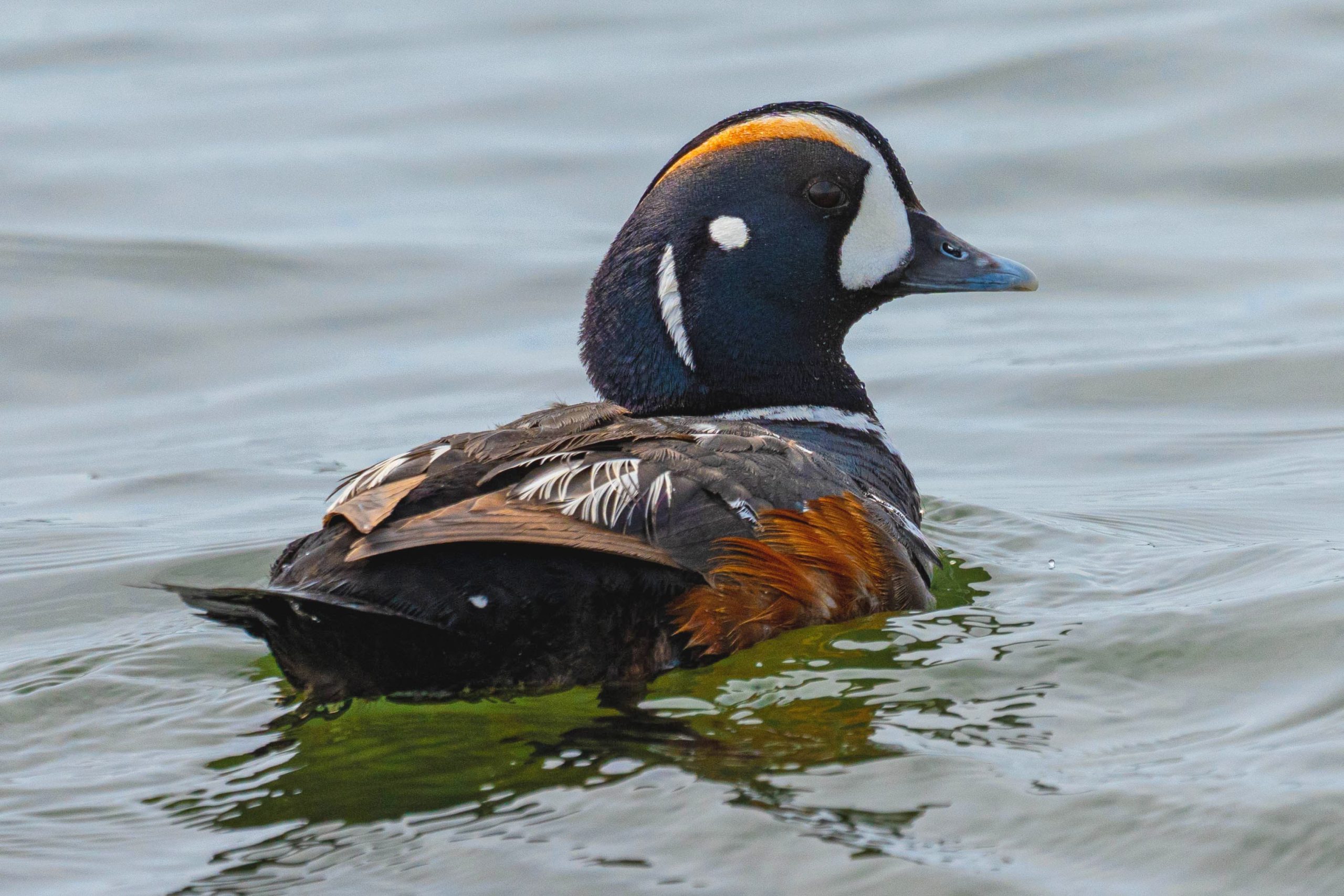 Duncan & Cowichan Bay, BC Full Day Tour - Image 9