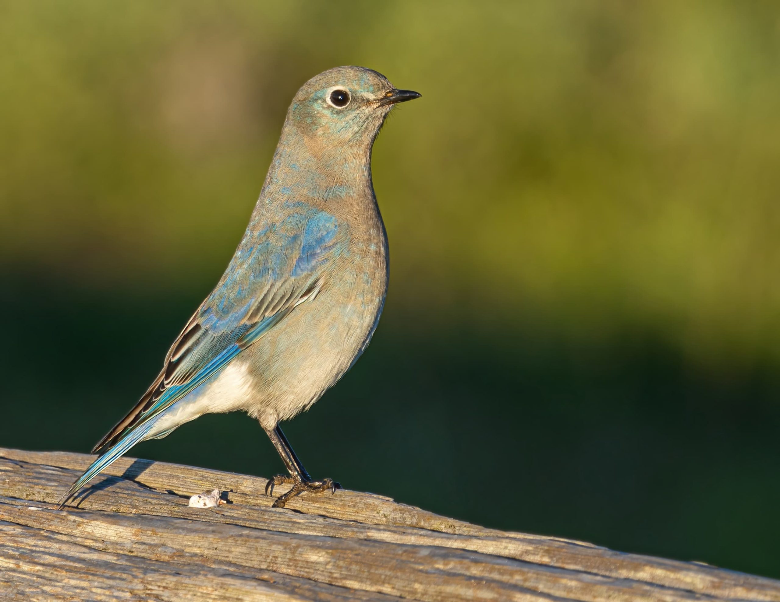 Duncan & Cowichan Bay, BC Full Day Tour - Image 8