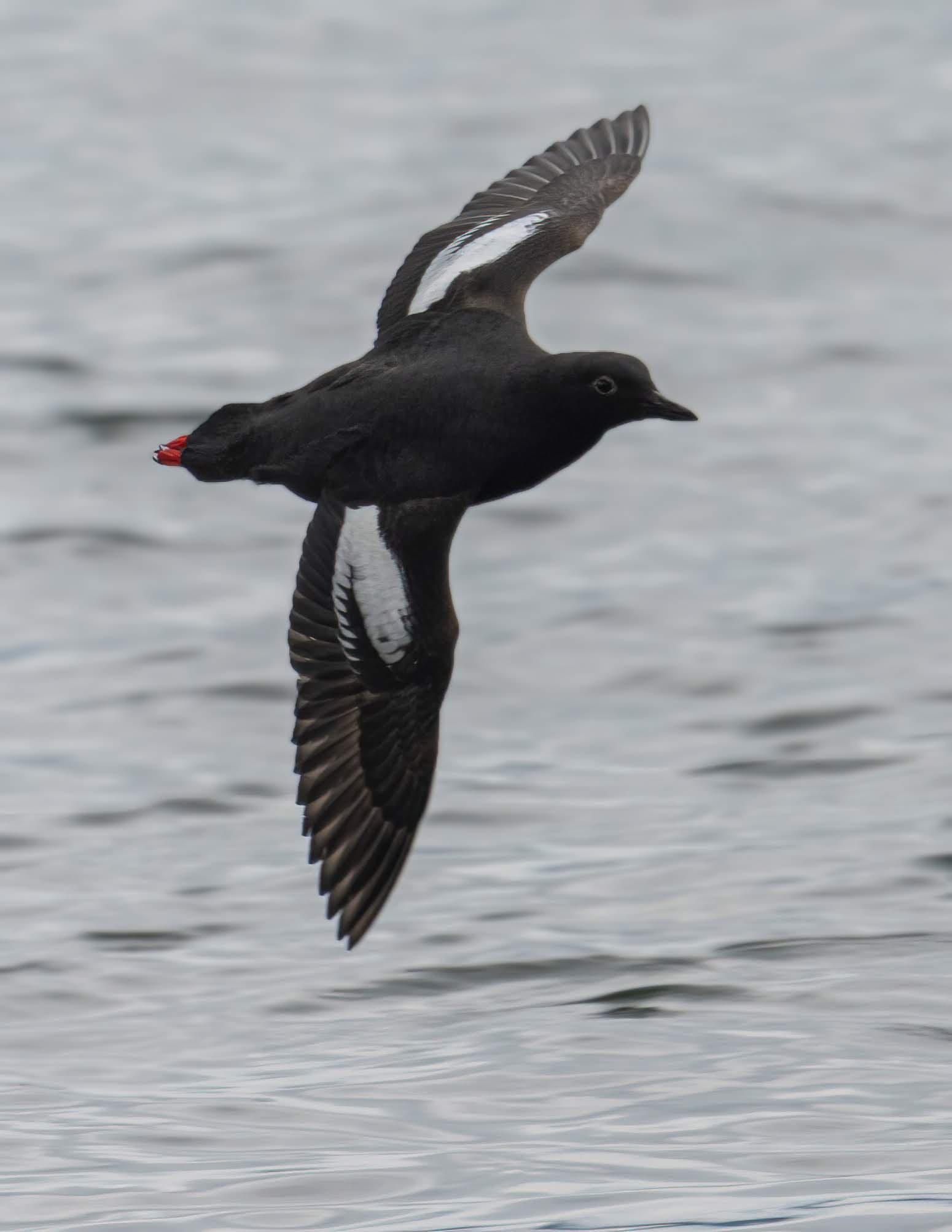Duncan & Cowichan Bay, BC Full Day Tour - Image 7