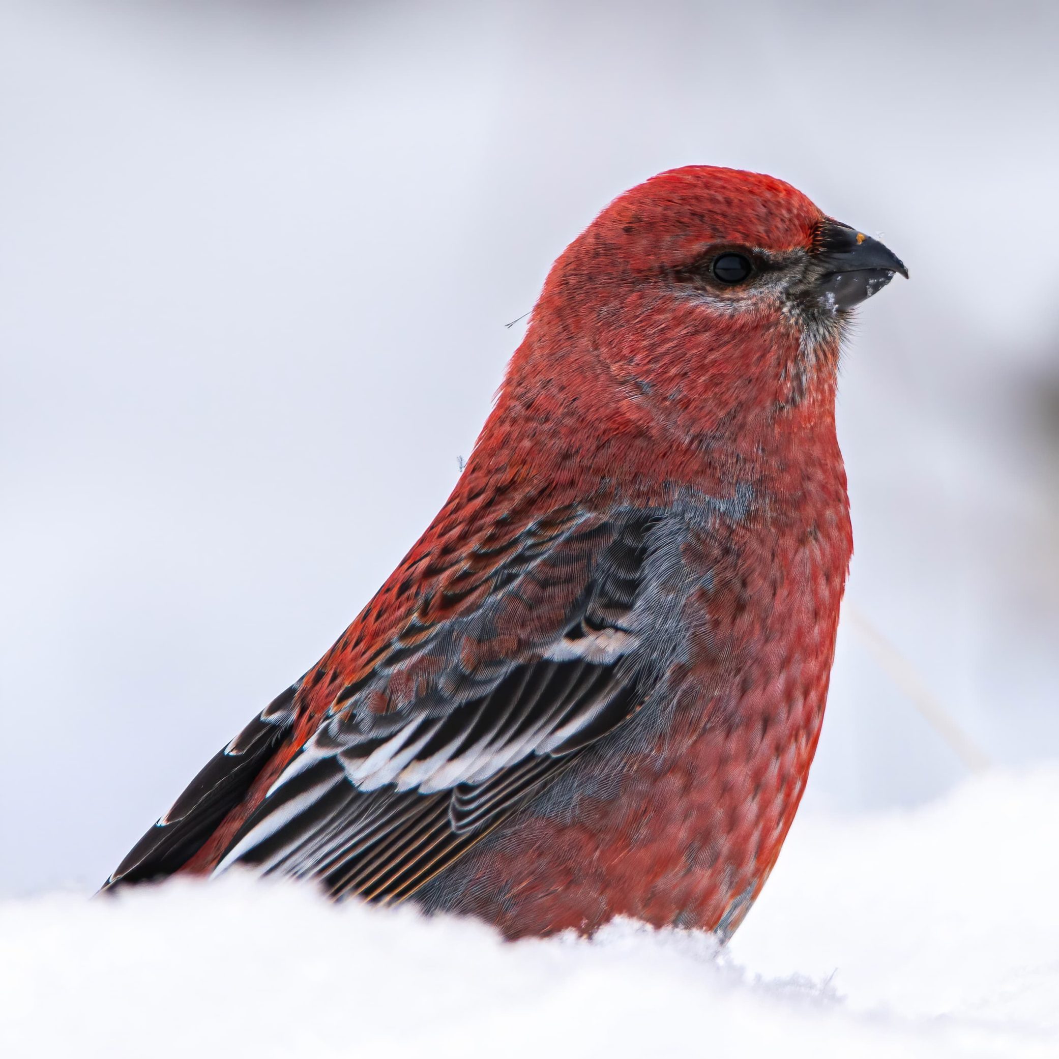 Duncan & Cowichan Bay, BC Full Day Tour - Image 6