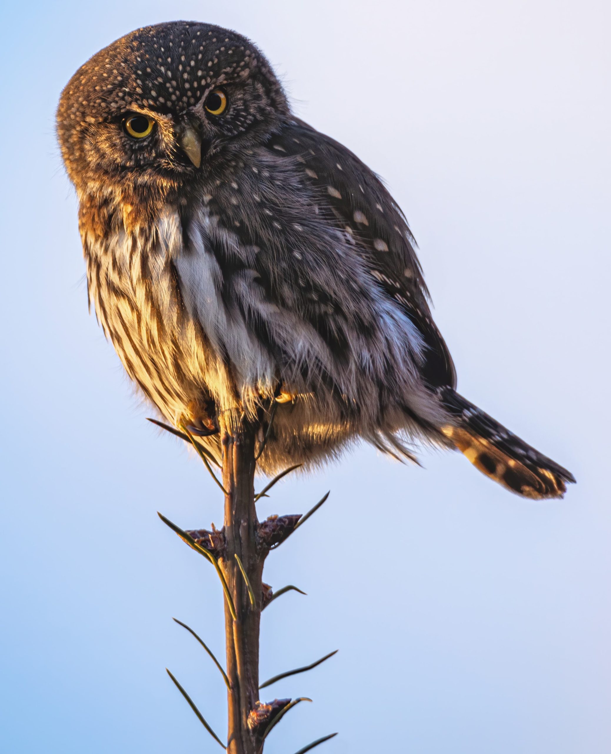 Duncan & Cowichan Bay, BC Full Day Tour - Image 5