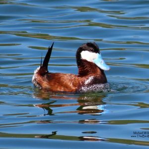 Metro Vancouver, BC Custom Full Day Tour