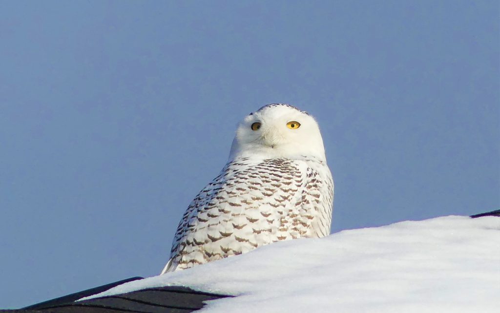 Snowy Owl wintering on Vancouver island. Peering down from a roof  a female looks for food in a neighborhood north of Victoria. 