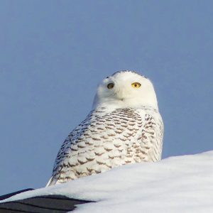 Snowy Owl wintering on Vancouver island. Peering down from a roof a female looks for food in a neighborhood north of Victoria.