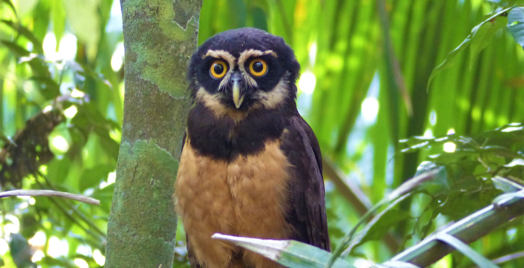 A spectacled Owl in the forests of Panama