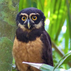 A spectacled Owl in the forests of Panama
