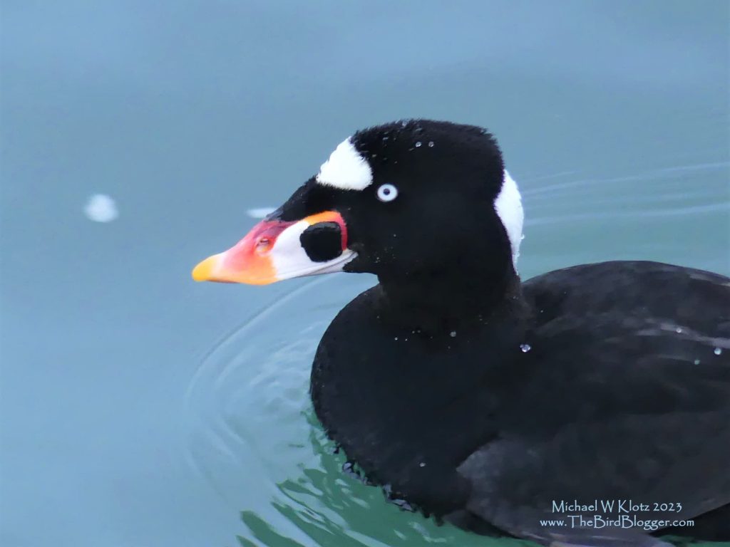 Surf Scoter - Stiff tailed Sea Duck off of Pier in White Rock, BC