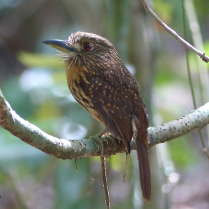 Birding San Lorenzo & Achiote, Colón, PANAMÁ