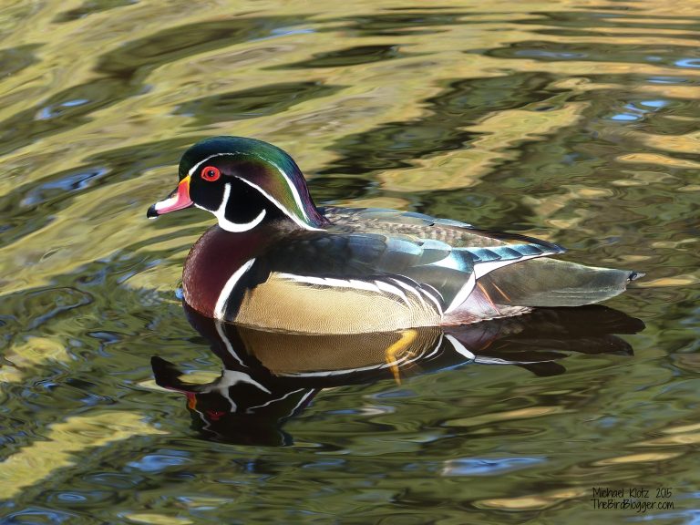 Bird Watching in Vancouver: A Perfect Cruise Ship Shore Excursion