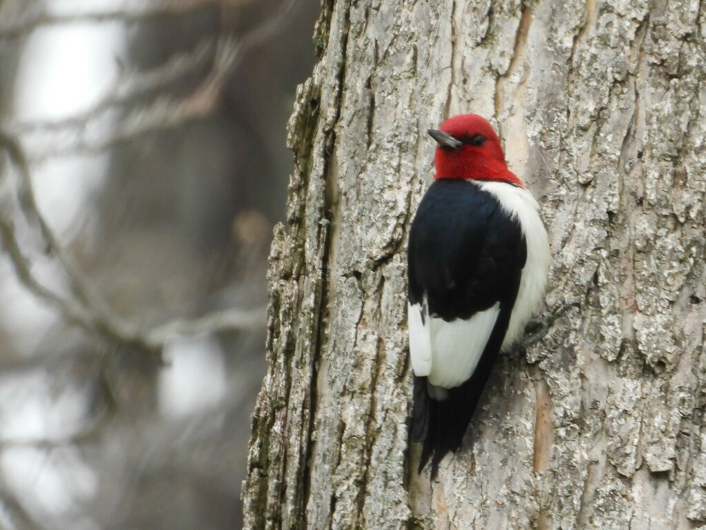Migration at Long Point, Ontario (Full Day) - Image 3