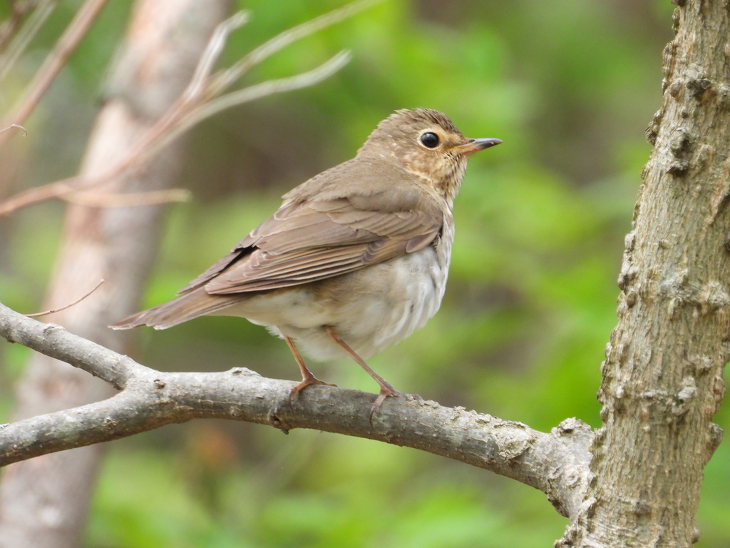 Migration at Long Point, Ontario (Full Day) - Image 4