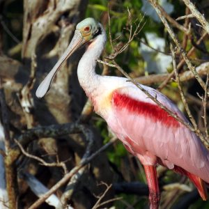 Everglades Greater Ecosystem Full Day Birding Tour