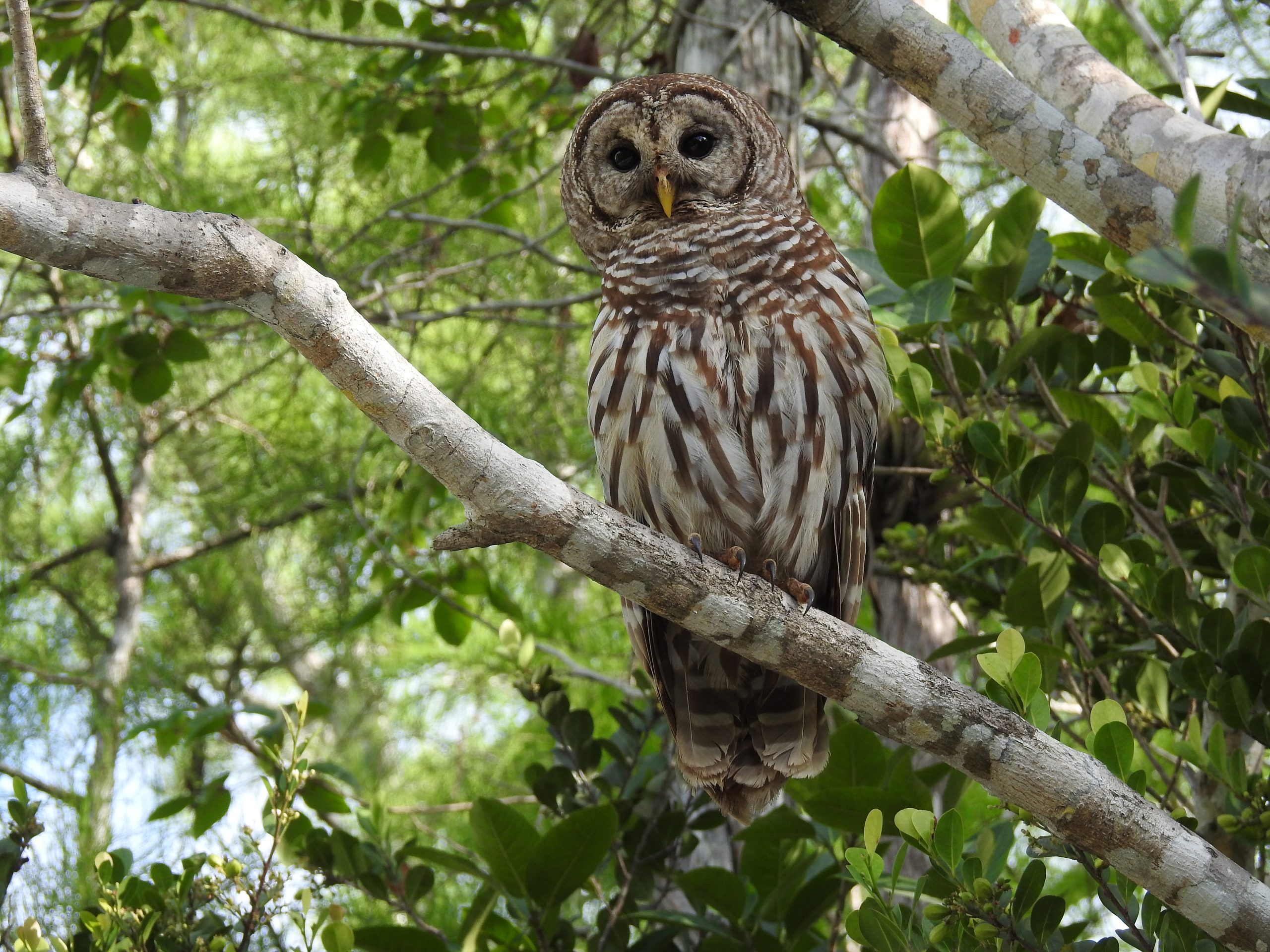 Everglades Greater Ecosystem Full Day Birding Tour - Image 4