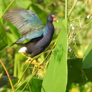 Everglades Greater Ecosystem Half Day Birding Tour
