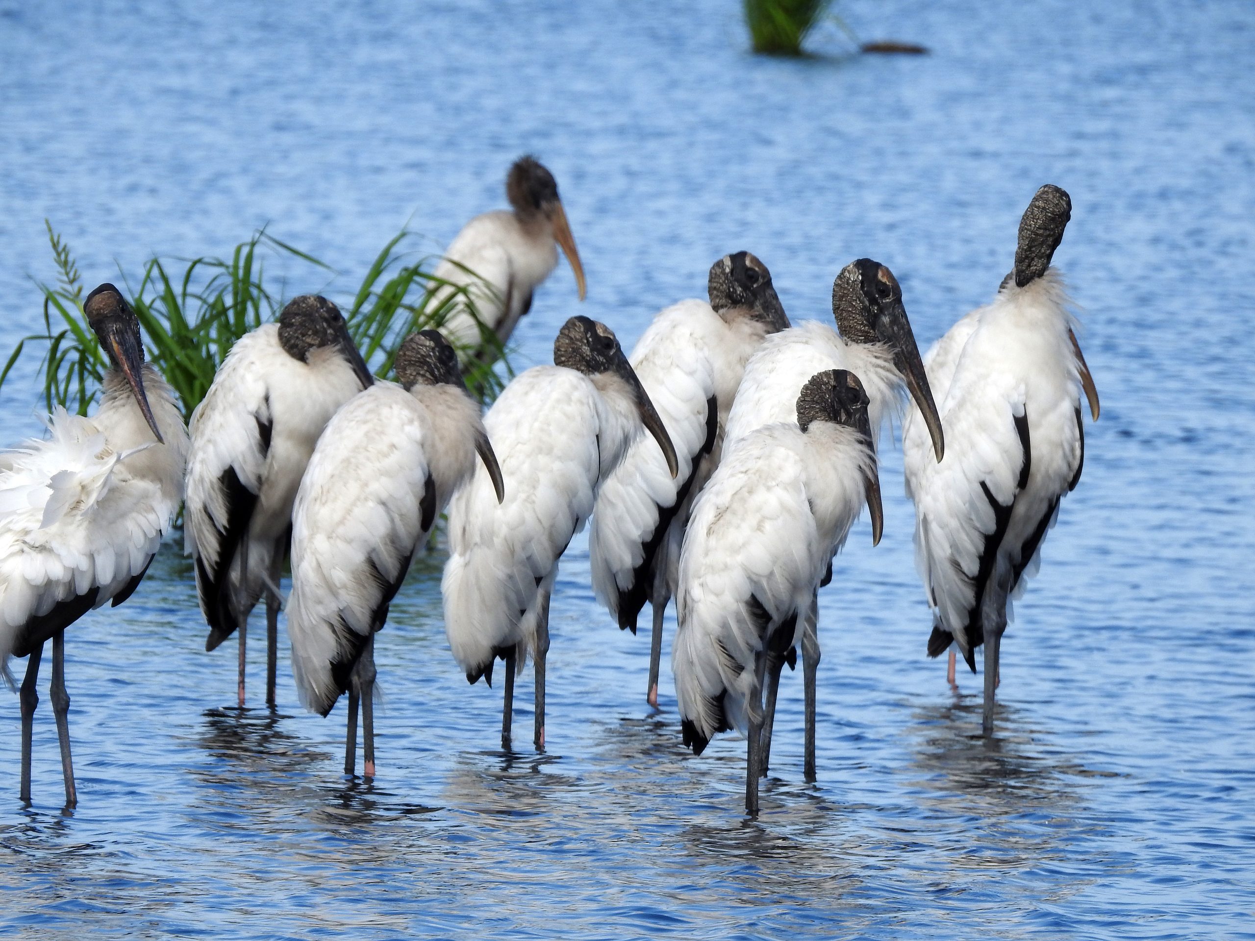 Counting heads in the Christmas Bird Count