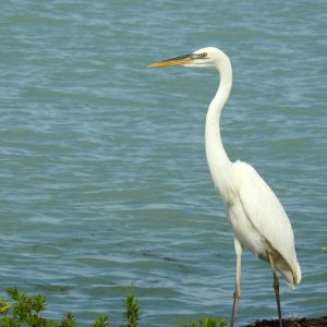 Dry Tortugas and Florida Keys Weekend Tour (April 24-26, 2026)