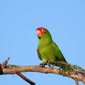 Miami Exotics Half Day Tour