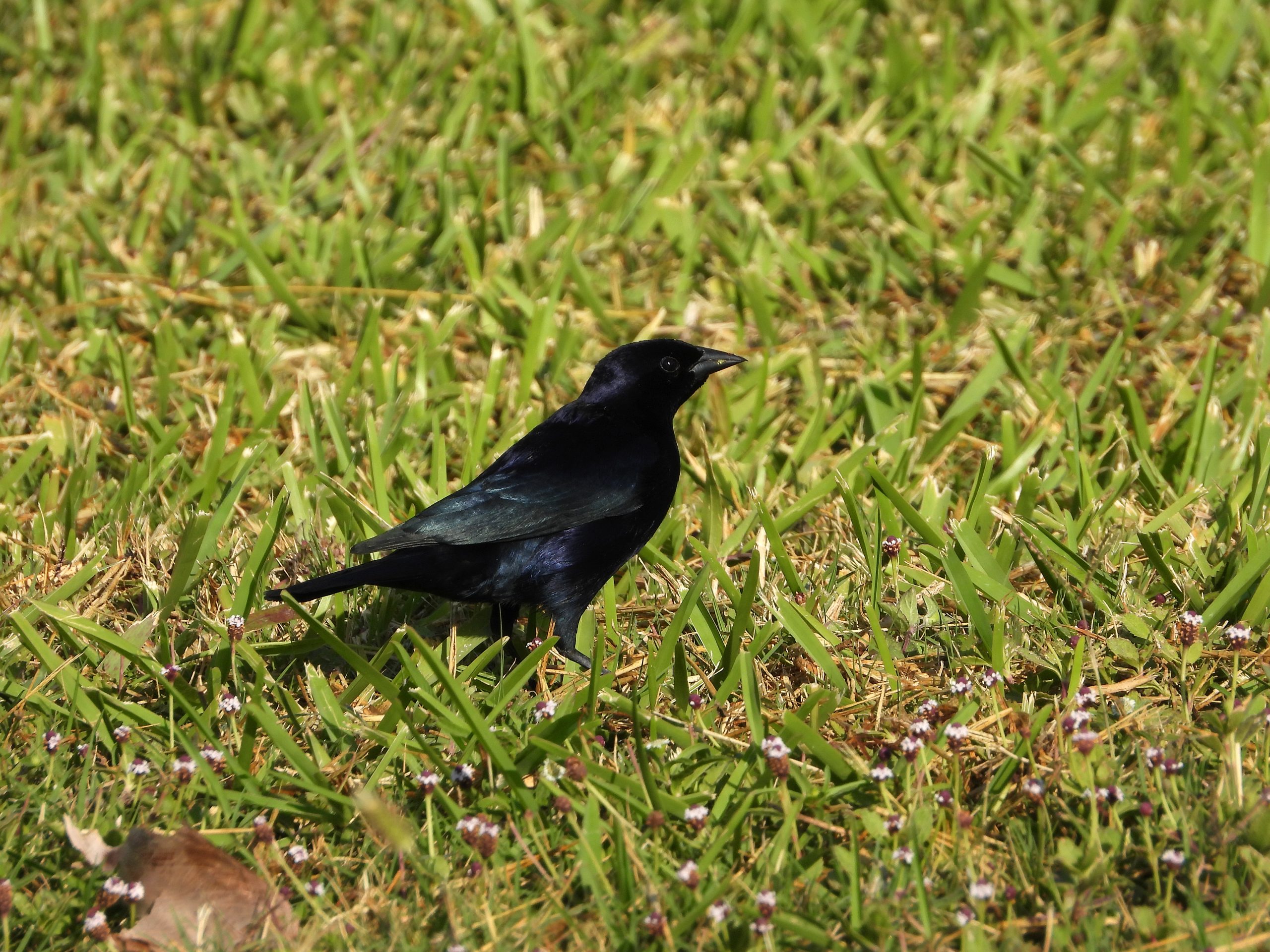 Everglades Greater Ecosystem Half Day Birding Tour - Image 4