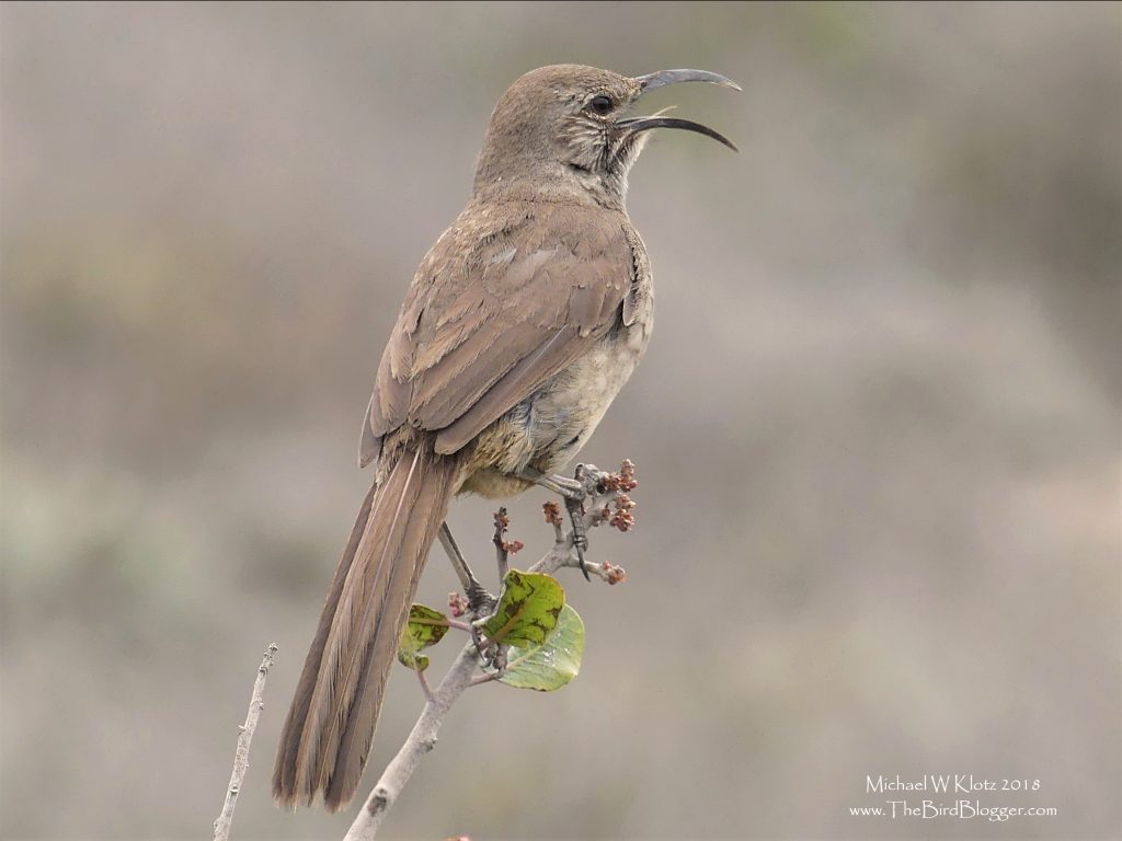 California Thrasher in Lemonaid Bush