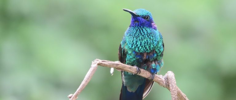 Birding in Ecuador: Explore the Andes to the Amazon