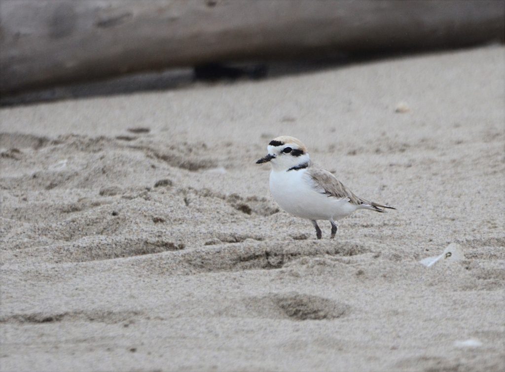 Snowy Plover while Birding around Ventura
