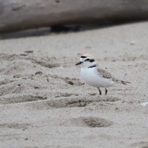 Snowy Plover while Birding around Ventura