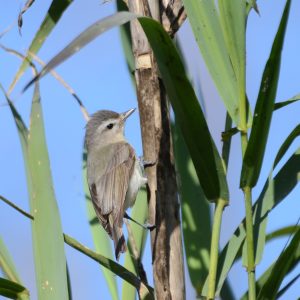 Warbling vireo while birding in Ventura