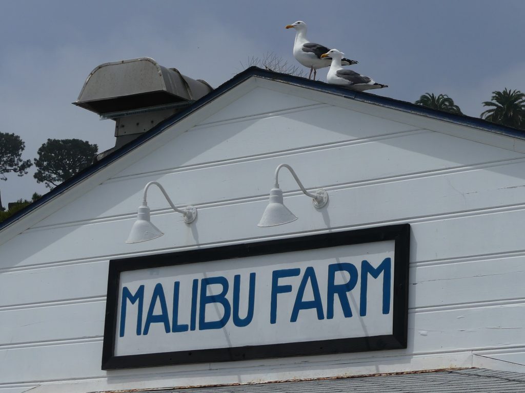 Western gulls found atop Malibu Farm while birding Southern California Agoura and Malibu