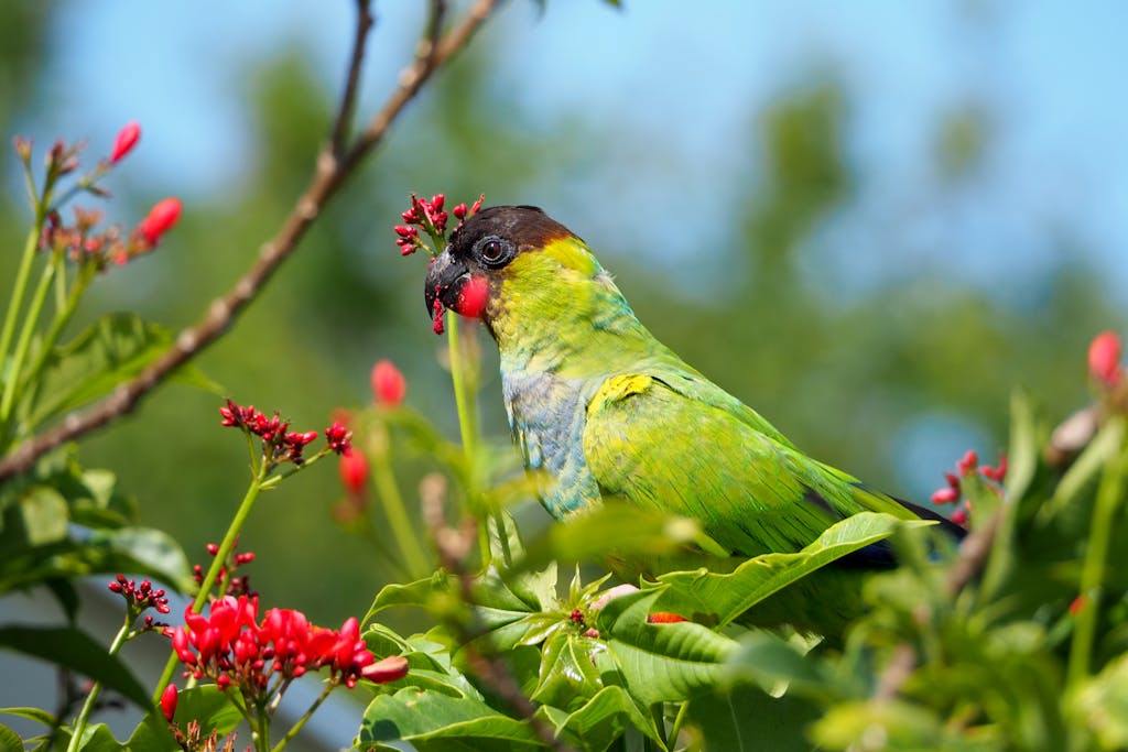 Close-up of a colorful Nanday Parakeet on a branch with vibrant green feathers and red flowers.