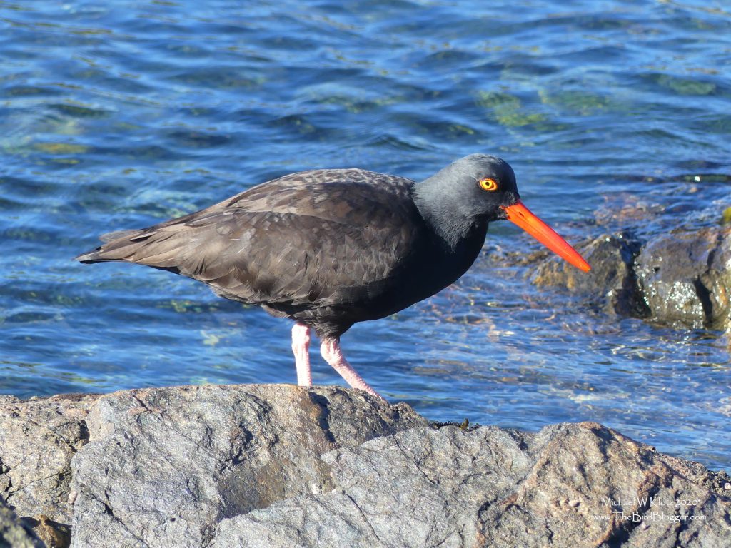 Black Oystercatcher on the rocks on the Pacific Coast.