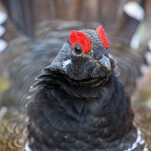 Peachland Birding Tour, Okanagan BC (Half Day)